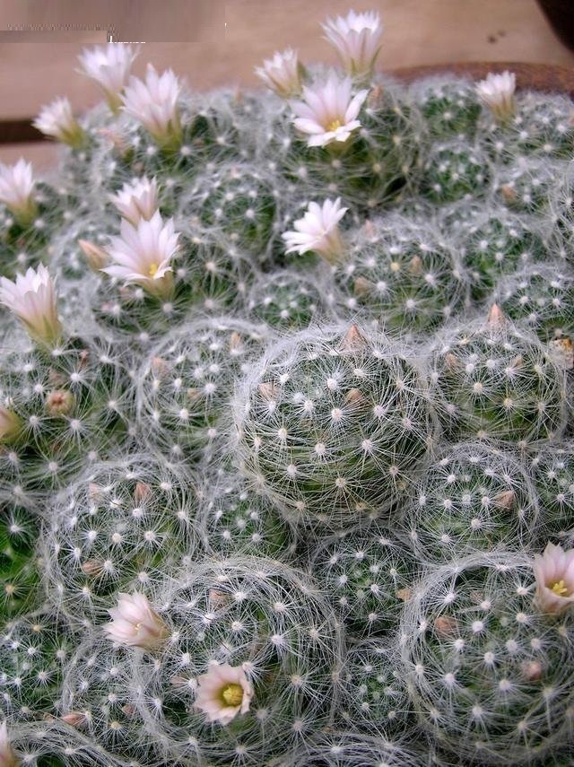 Mammillaria glassii