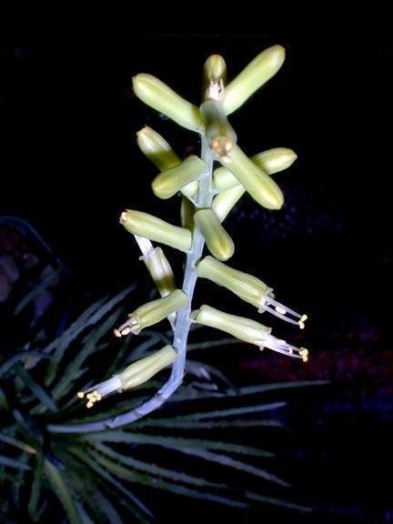 Aloe bowiea