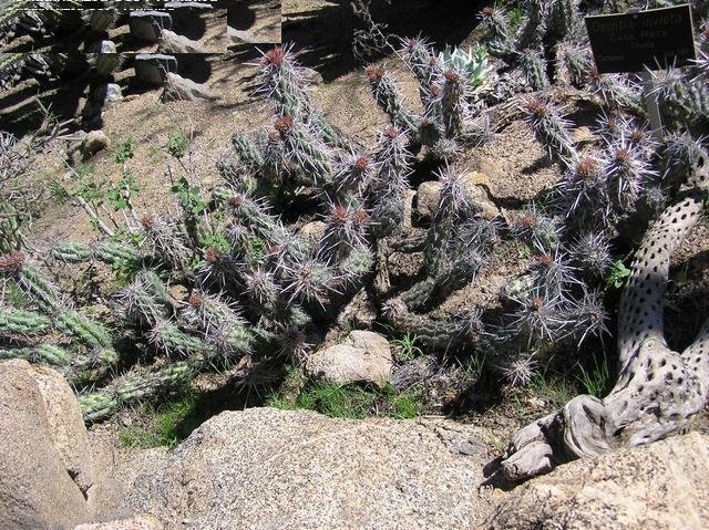 Corynopuntia invicta