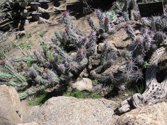 Corynopuntia invicta