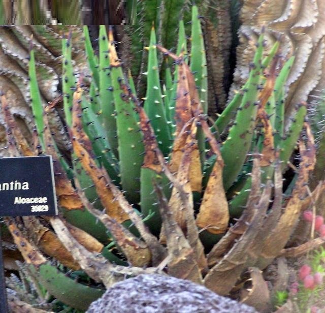 Aloe melanacantha