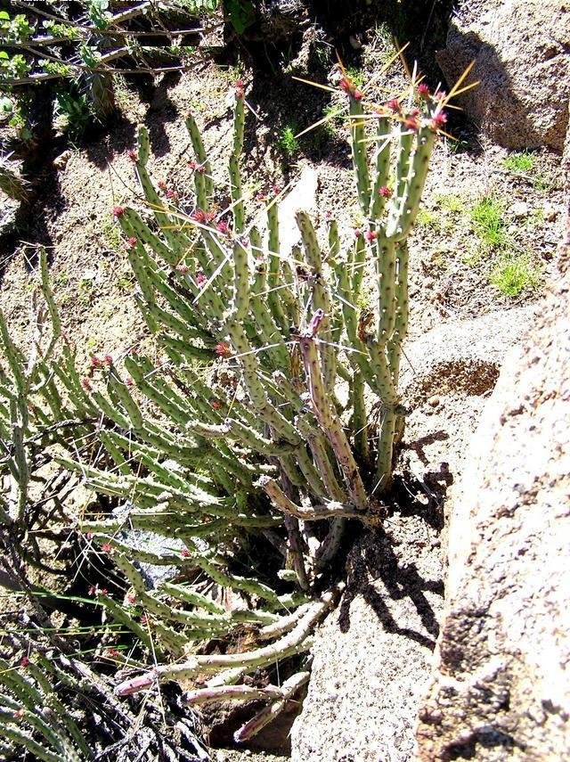 Cylindropuntia tesajo