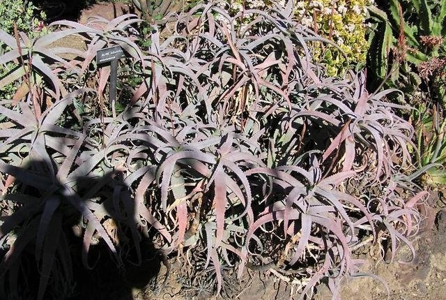 Aloe acutissima