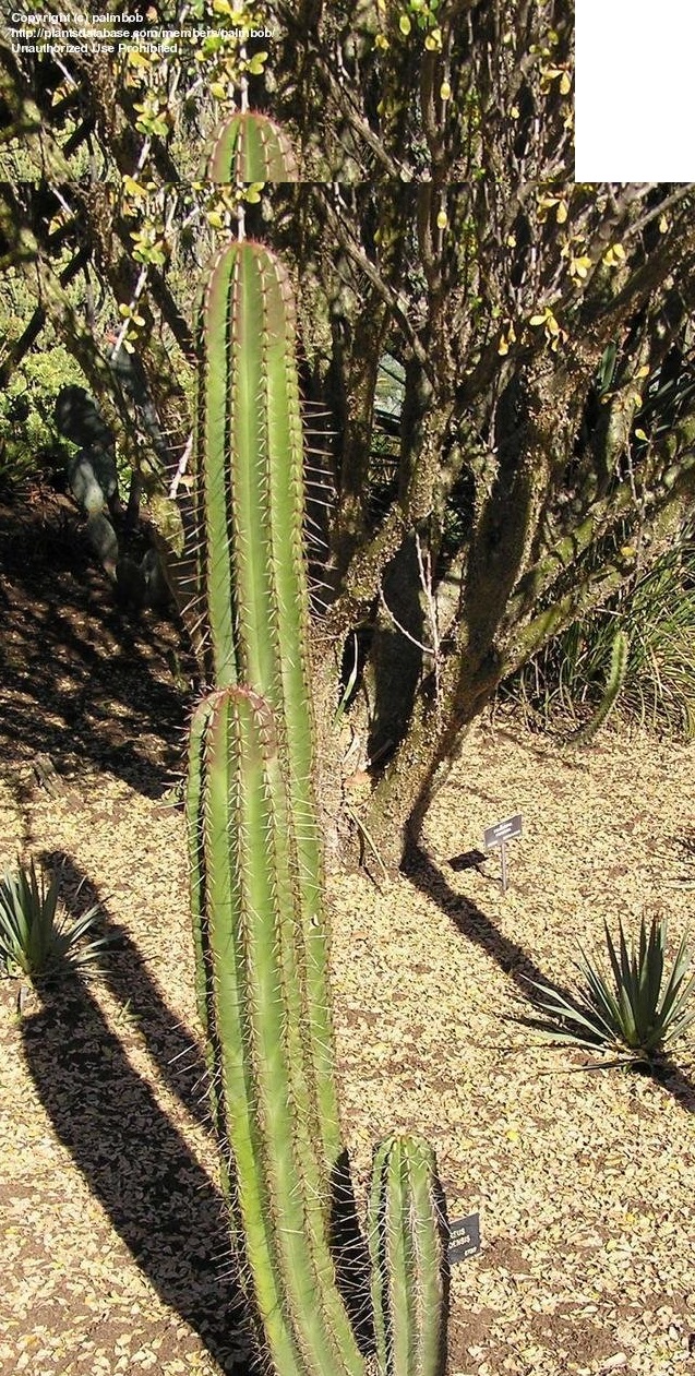 Stenocereus queretaroensis