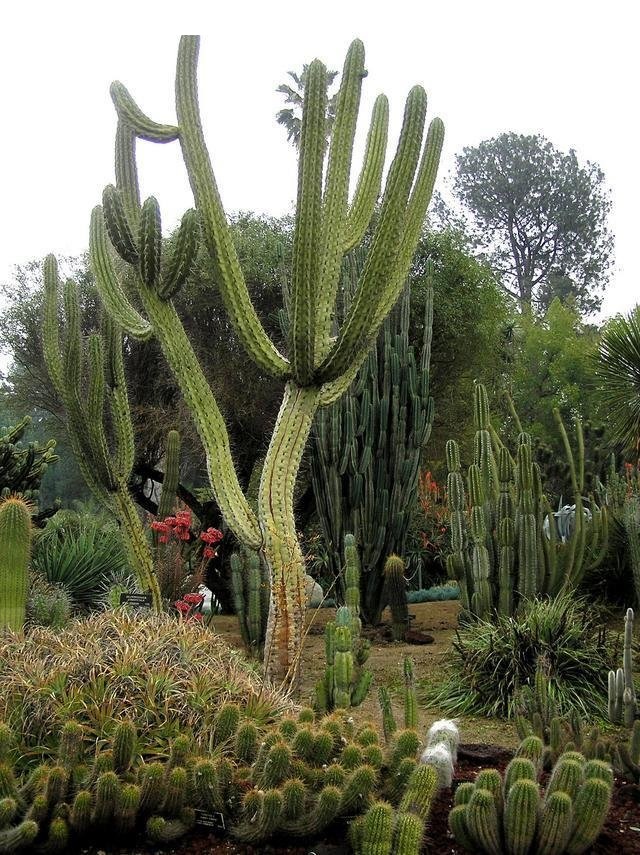 Stetsonia coryne