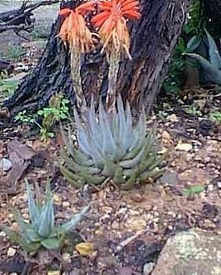 Aloe krapohliana