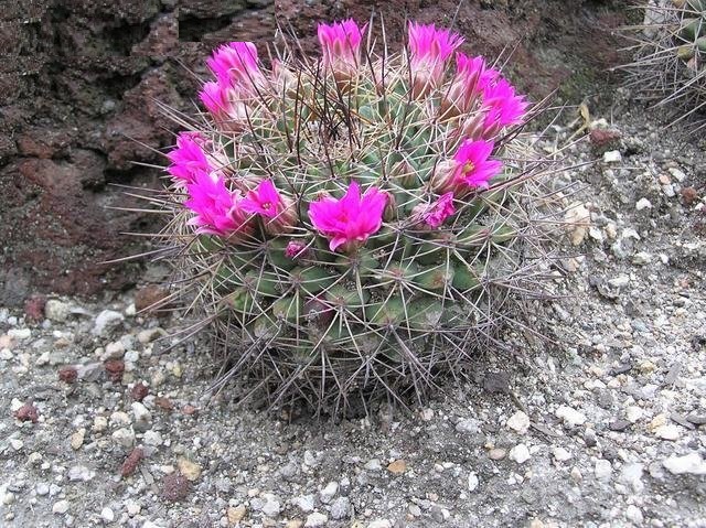 Mammillaria melanocentra