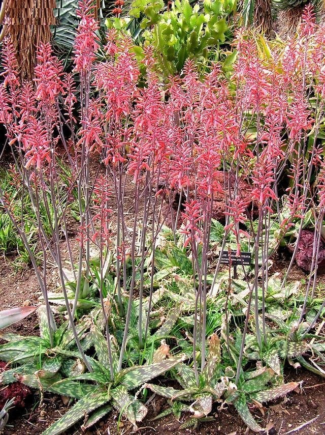 Aloe monteiroi