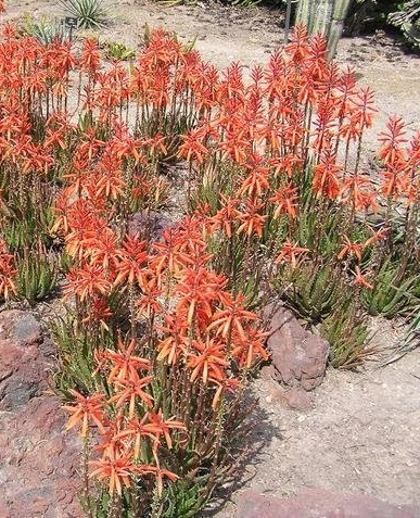 Aloe virens