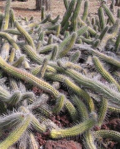 Echinopsis thelegona