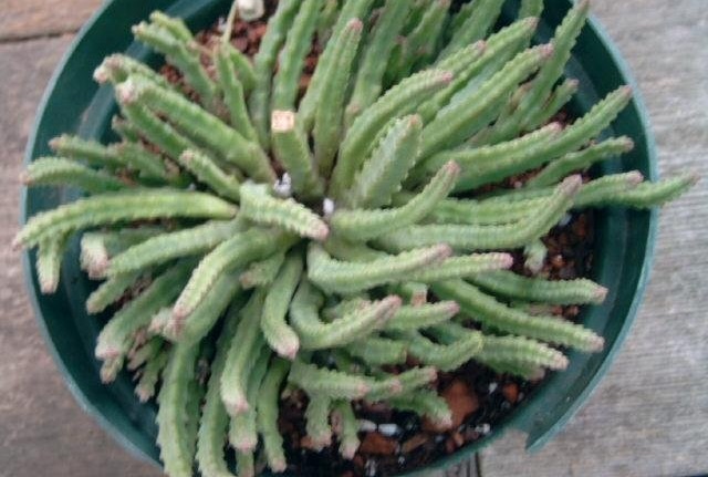 Ceropegia paniculata subsp. scitula