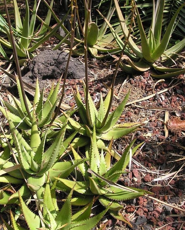 Aloe peckii