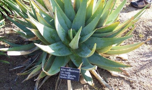 Aloe tomentosa