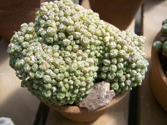 Conophytum saxetanum