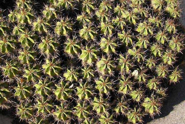 Ferocactus robustus