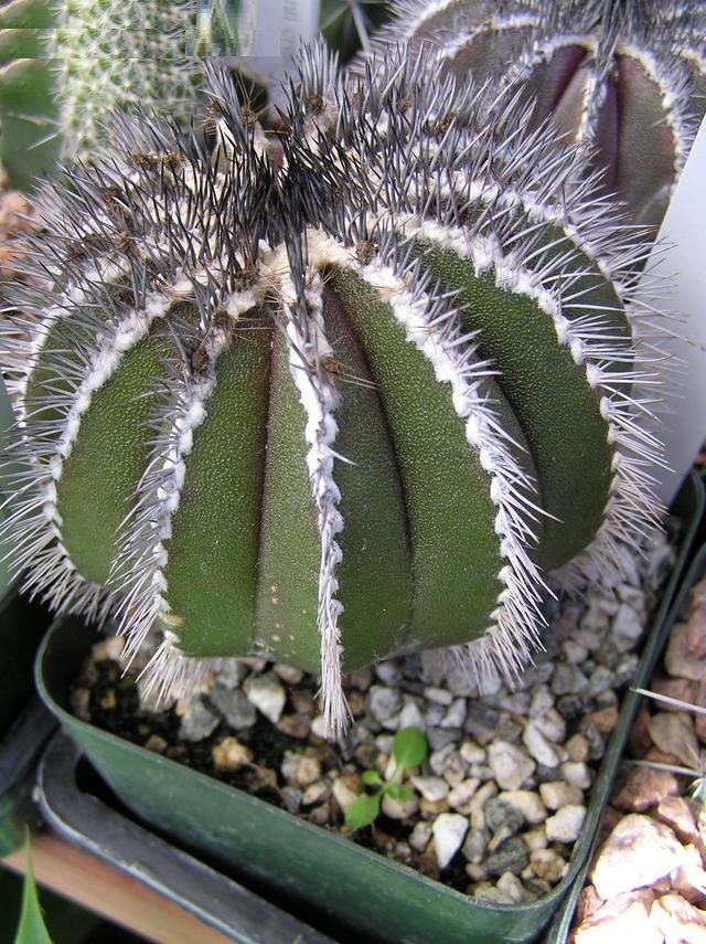 Uebelmannia pectinifera