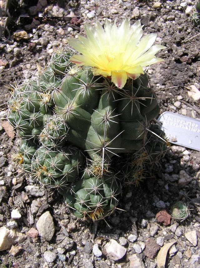 Thelocactus leucacanthus