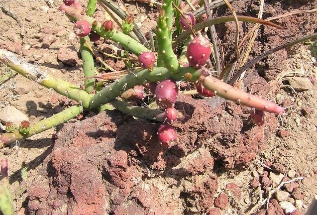 Opuntia salmiana