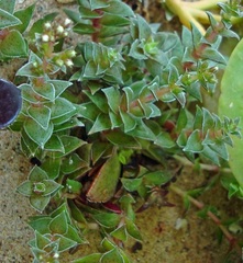 Crassula exilis subsp. picturata