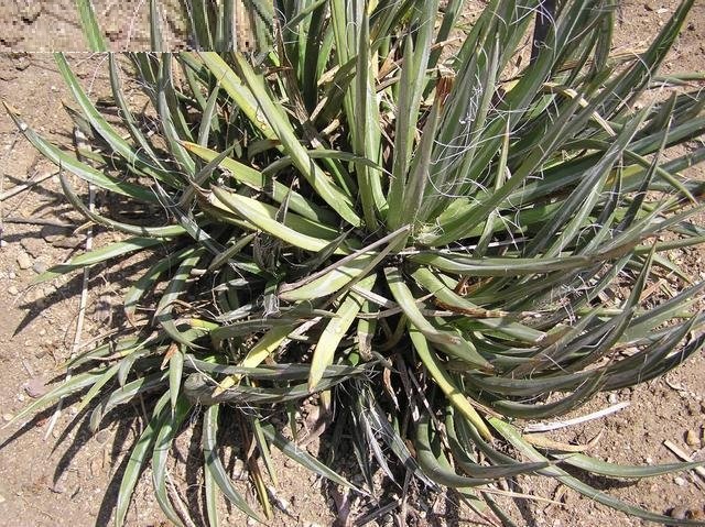 Agave toumeyana