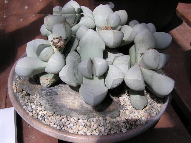 Lapidaria margaretae