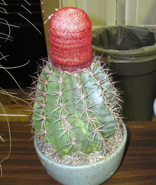 Melocactus intortus