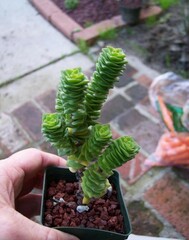 Crassula