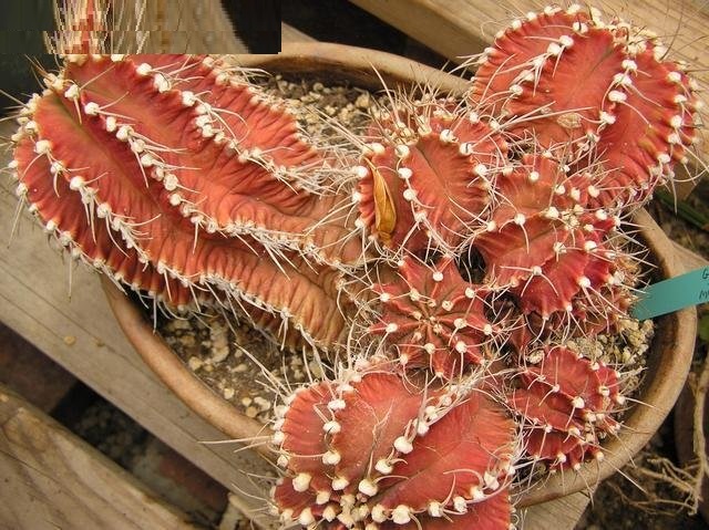 Gymnocalycium mihanovichii