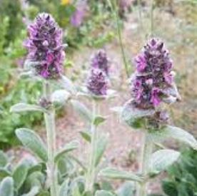 Stachys Species, Dwarf Lambs Ears