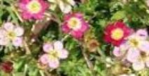 Saxifraga, Mossy Saxifrage, Rockfoil Red Cap
