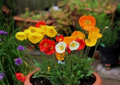 Papaver, Arctic Poppy, Iceland Poppy, Perennial Poppy 'Garden Gnome'
