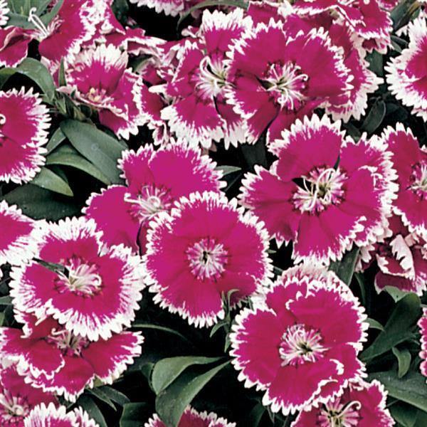 Dianthus, China Pinks Floral Lace Violet