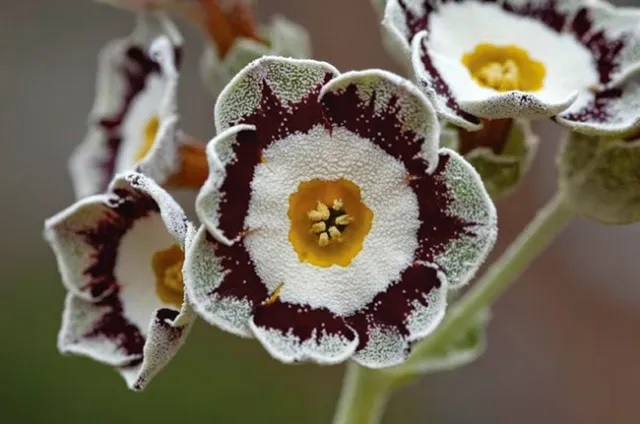 Primula, Auricula Primrose, Bears Ear, Mountain Cowslip Trudy