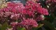 Hylotelephium, Sedum, Showy Stonecrop Class Act