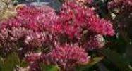 Hylotelephium, Sedum, Showy Stonecrop 'Class Act'