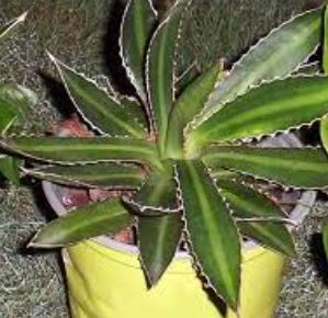 Agave, Hardy Century Plant, Maguey Splendida
