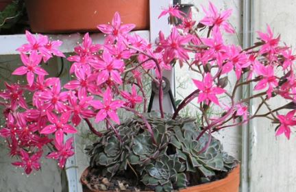 Graptopetalum, Chihuahua Flower Super Star
