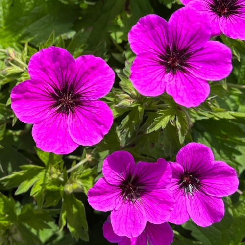 Geranium, Dwarf Cranesbill, Hardy Geranium Jans