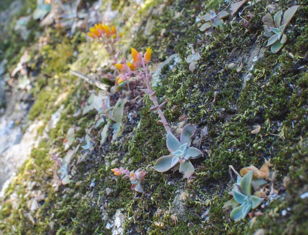 Dudleya Species, Marcescent Dudleya