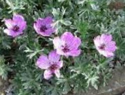 Geranium, Cranesbill, Lissadell Geranium Lissadell