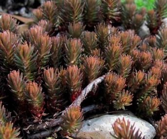 Sedum, Creeping Stonecrop Chocolate Ball