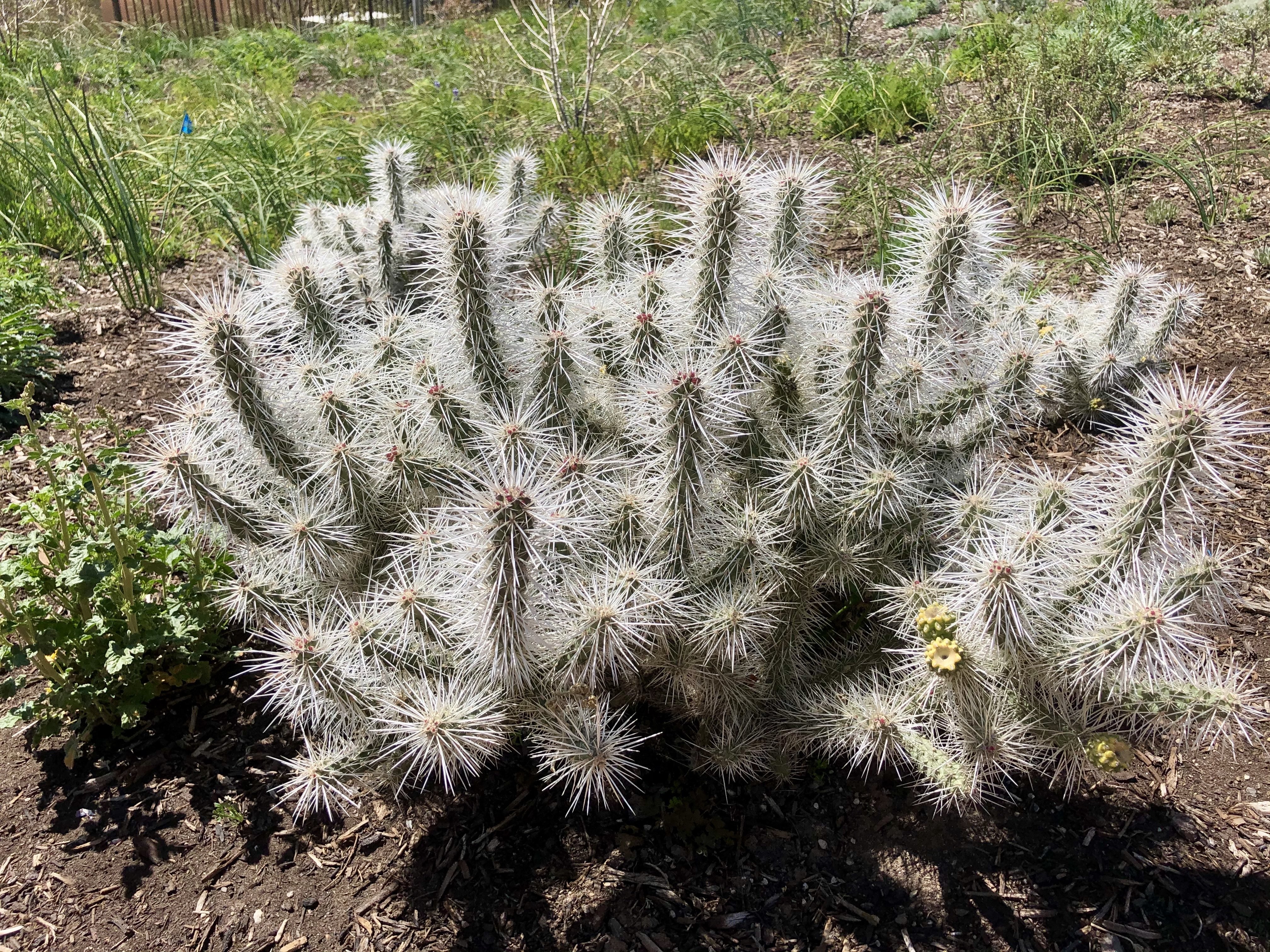 Cylindropuntia, Whipples Cactus, Whipples Cholla Snow Leopard