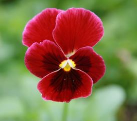 Viola, Horned Violet, Tufted Pansy Penny Red Blotch