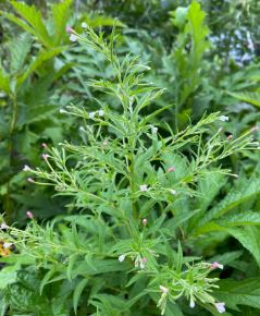 Epilobium Species, Fringed Willowherb, Northern Willow Herb