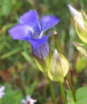Rock Cress, Aubretia Cascade Blue