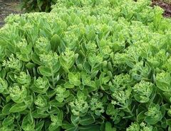 Hylotelephium, Sedum, Showy Stonecrop 'Crystal Pink'