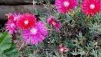 Lampranthus Species, Creeping Redflush, Creeping Ice Plant