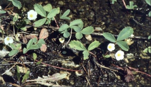 Fragaria Species, Virginia Strawberry, Wild Strawberry