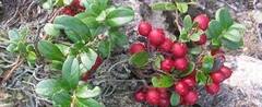 Vaccinium Species, Cowberry, Lingonberry, Foxberry, Mountain Cranberry, Partridgeberry