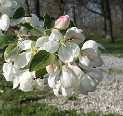 Malus Species, Japanese Flowering Crabapple, Sargent's Crabapple, Siebold's Crabapple, Toringa Crab